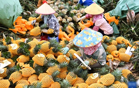 하이커우, 봄날의 파인애플 향기