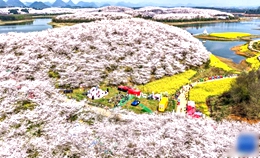 [포토] 구이저우, 벚꽃 바다에 봄기운 가득