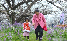 안후이 당산, 배꽃 활짝 피며 ‘봄 경제’ 불붙다