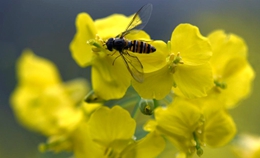 [포토] 접사 렌즈에 담은 장시 우위안, 유채꽃 수놓은 봄날